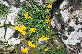 Attēlu rezultāti vaicājumam “Leontodon hispidus”