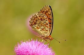 Attēlu rezultāti vaicājumam “Argynnis niobe underside”