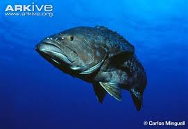 Image result for Mycteroperca interstitialis