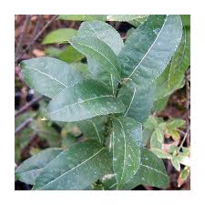 Attēlu rezultāti vaicājumam “Salix triandra”