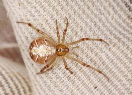 Attēlu rezultāti vaicājumam “Phylloneta sp.”