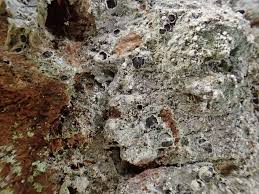 Attēlu rezultāti vaicājumam “Lecanactis abietina”