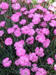 Image result for Dianthus gratianopolitanus