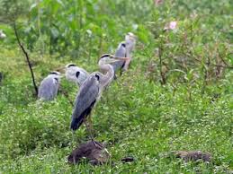 Attēlu rezultāti vaicājumam “Ardea cinerea adult”
