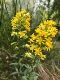 Image result for Solidago virgaurea