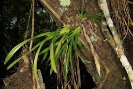 Attēlu rezultāti vaicājumam “Heterotrichia oerstedii (syn. Arcyria oerstedii) sessile”