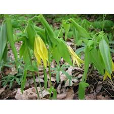 Attēlu rezultāti vaicājumam “Uvularia grandiflora flower”