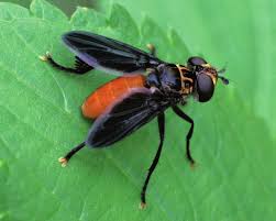 Attēlu rezultāti vaicājumam “Cystiphora sanguinea larva”