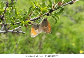 Attēlu rezultāti vaicājumam “Coenonympha arcania underside”