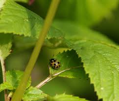 Attēlu rezultāti vaicājumam “Hippodamia notata”