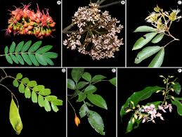 Attēlu rezultāti vaicājumam “Leguminosae”