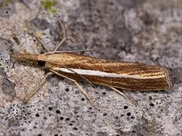 Attēlu rezultāti vaicājumam “Agriphila tristella”