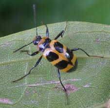 Attēlu rezultāti vaicājumam “Erotylidae”