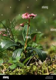 Attēlu rezultāti vaicājumam “Chimaphila umbellata flower”