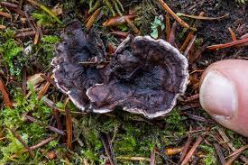 Attēlu rezultāti vaicājumam “Phellodon niger”