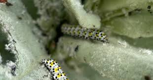 Attēlu rezultāti vaicājumam “Mellicta athalia larva”