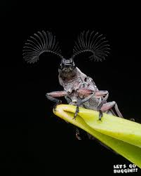 Attēlu rezultāti vaicājumam “Craniophora ligustri imago”