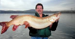Image result for The Lancaster Fish