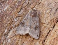 Attēlu rezultāti vaicājumam “Xestia baja”