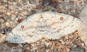 Attēlu rezultāti vaicājumam “Cyclophora albipunctata”