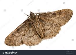 Attēlu rezultāti vaicājumam “Cleora cinctaria”