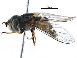 Attēlu rezultāti vaicājumam “Syrphus sp.”