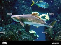 Image result for Rachycentron canadum