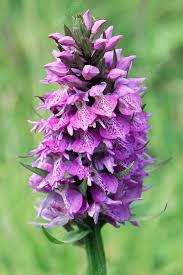 Attēlu rezultāti vaicājumam “Dactylorhiza fuchsii flower”