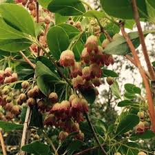 Attēlu rezultāti vaicājumam “Enkianthus campanulatus”