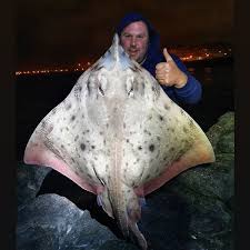 Image result for Rostroraja alba