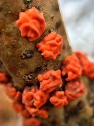 Attēlu rezultāti vaicājumam “Peniophora rufa”