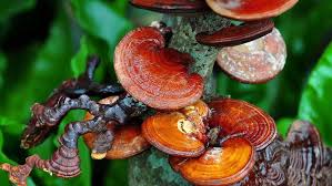 Attēlu rezultāti vaicājumam “Ganoderma lucidum”