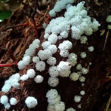 Attēlu rezultāti vaicājumam “Ceratiomyxa morchella”