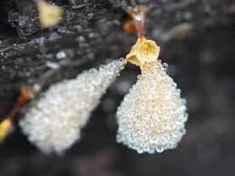 Attēlu rezultāti vaicājumam “Hemitrichia chrysospora macro”