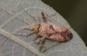 Attēlu rezultāti vaicājumam “Phytocoris sp.”
