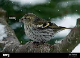 Attēlu rezultāti vaicājumam “Carduelis spinus female”
