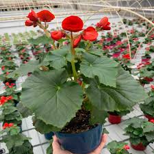 Image result for Бегония Элатиор 12х22 4601887072423