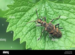 Attēlu rezultāti vaicājumam “Rhagium mordax”