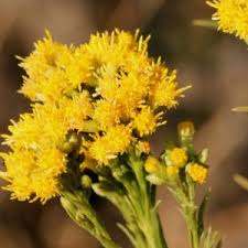 Attēlu rezultāti vaicājumam “Oligonema flavidum”