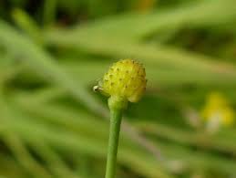 Attēlu rezultāti vaicājumam “Ranunculus flammula bud”