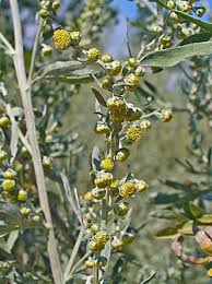 Image result for Artemisia absinthium