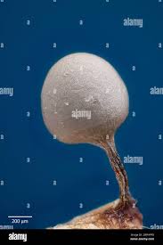 Attēlu rezultāti vaicājumam “Heterotrichia pomiformis (syn. Arcyria pomiformis) spores”