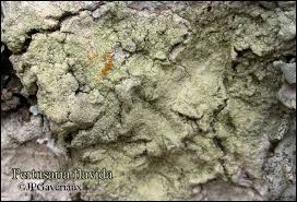 Attēlu rezultāti vaicājumam “Pertusaria flavida”