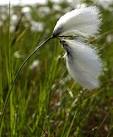 NX3055 : Common Bog Cotton - via Daymix