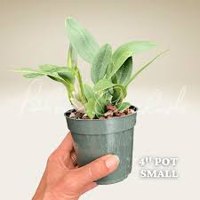 Attēlu rezultāti vaicājumam “Didymium aggregatum”