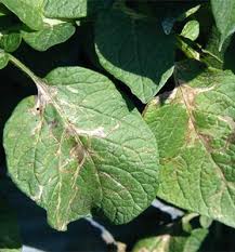 Attēlu rezultāti vaicājumam “Solanum tuberosum leaf”