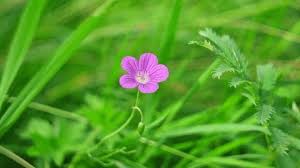 Attēlu rezultāti vaicājumam “Geranium palustre flower”