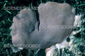 Attēlu rezultāti vaicājumam “Dictydiaethalium plumbeum”