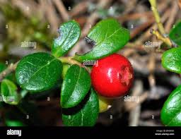 Attēlu rezultāti vaicājumam “Vaccinium vitis-idaea fruit”