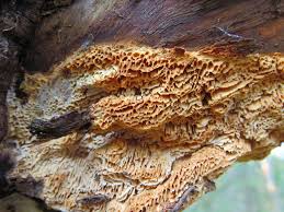 Attēlu rezultāti vaicājumam “Antrodia mellita”